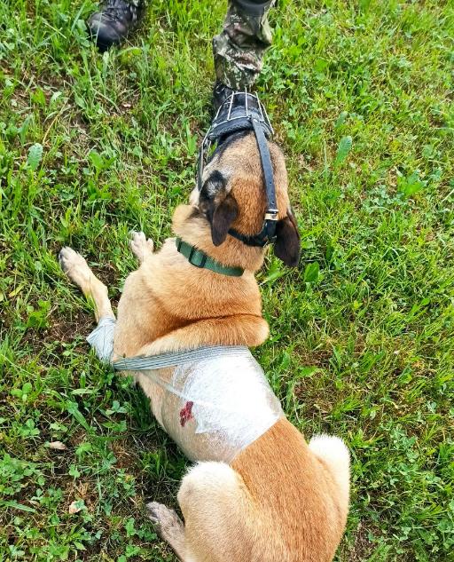 Ein verantwortungsvoller Hundebesitzer, insbesondere wenn er aktiv im Outdoor-Bereich unterwegs ist oder ein Diensthundeführer oder Jäger ist, sollte in der Lage sein, eine professionelle Erste Hilfe am Hund zu leisten. Hier sind einige Gründe, warum dies wichtig ist:  Schnelle Reaktion auf Notfälle: Hunde können in verschiedene Notfallsituationen geraten, sei es durch Verletzungen, Erkrankungen oder Unfälle. Als Hundebesitzer ist es wichtig, schnell und angemessen auf solche Notfälle zu reagieren, um die bestmögliche Versorgung für den Hund sicherzustellen. Eine professionelle Erste-Hilfe-Ausbildung ermöglicht es dem Hundebesitzer, die Situation zu erkennen und die richtigen Maßnahmen zu ergreifen, bevor tierärztliche Hilfe eintrifft.  Verletzungen im Freien: Aktivitäten im Freien, wie Wanderungen, Jagdausflüge oder Trainingseinheiten, erhöhen das Risiko von Verletzungen bei Hunden. Dazu gehören Schnittwunden, Pfotenverletzungen, Knochenbrüche oder Vergiftungen. Ein Hundebesitzer, der in solchen Aktivitäten engagiert ist, sollte in der Lage sein, schnell und effektiv Erste Hilfe zu leisten, um das Leiden des Hundes zu minimieren und mögliche Komplikationen zu verhindern.  Notwendigkeit lebensrettender Maßnahmen: In manchen Fällen kann ein Hund einen Herz-Kreislauf-Stillstand erleiden oder Schwierigkeiten beim Atmen haben. Das Erlernen von lebensrettenden Maßnahmen wie Herz-Lungen-Wiederbelebung (HLW) oder der Einsatz von Atemhilfen kann entscheidend sein, um das Leben des Hundes zu retten oder seine Überlebenschancen bis zum Eintreffen eines Tierarztes zu verbessern.  Verhinderung von Verschlimmerung: Durch eine professionelle Erste-Hilfe-Ausbildung lernt der Hundebesitzer, wie man Verletzungen und Erkrankungen richtig behandelt, um eine Verschlimmerung zu verhindern. Dadurch kann der Zustand des Hundes stabilisiert und weitere Komplikationen minimiert werden.  Stressbewältigung für den Hund: In Notsituationen können Hunde gestresst und ängstlich sein. Ein Hundebesitzer, der professionelle Erste-Hilfe-Techniken beherrscht, kann ruhig und einfühlsam handeln, um den Stress des Hundes zu reduzieren und ihm eine angemessene Versorgung zukommen zu lassen.  Es ist wichtig zu beachten, dass eine professionelle Erste Hilfe am Hund nicht den Tierarztbesuch ersetzt, sondern eine vorübergehende Maßnahme ist, um den Zustand des Hundes zu stabilisieren und seine Überlebenschancen zu verbessern. Der Hund sollte so schnell wie möglich einem Tierarzt vorgestellt werden, um eine angemessene medizinische Versorgung zu erhalten.